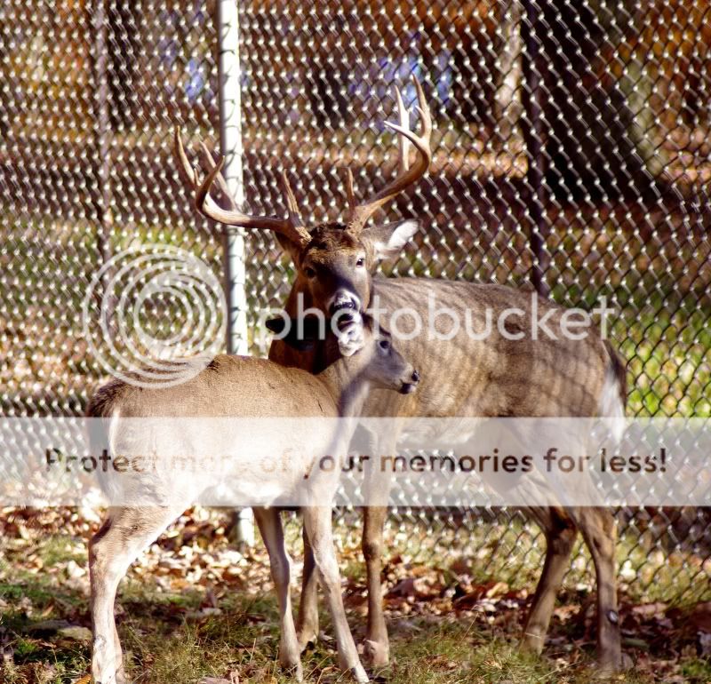 French Creek Game Farm